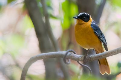Snowy-crowned Robin Chat - Witkruinlawaaimaker - Cossyphe à calotte neigeuse