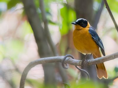 Snowy-crowned Robin Chat - Witkruinlawaaimaker - Cossyphe  calotte neigeuse