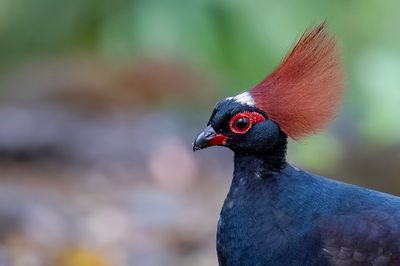 Crested Partridge - Roelroel - Rouloul couronn (m)