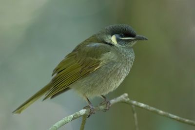 Lewin's Honeyeater - Geeloorhoningeter - Méliphage de Lewin