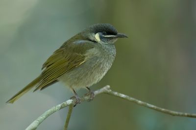 Lewin's Honeyeater - Geeloorhoningeter - Méliphage de Lewin