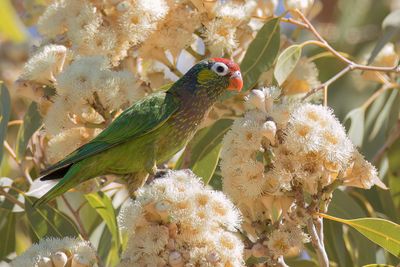Varied Lorikeet - Veelkleurige Lori - Loriquet versicolore