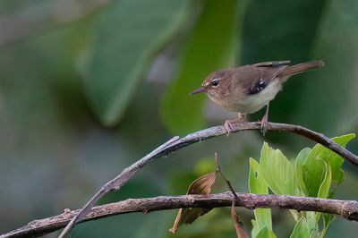 Tropical Scrubwren - Beccari's Struiksluiper - Séricorne de Beccari