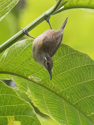 Tawny-breasted Honeyeater - Taanborsthoningeter - Méliphage à ventre fauve
