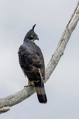 Blyth's Hawk-Eagle - Blyths Kuifarend - Aigle de Blyth