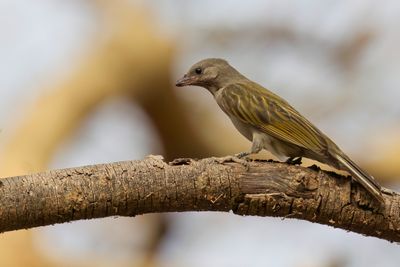 Lesser Honeyguide - Kleine Honingspeurder - Petit Indicateur