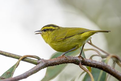 Mountain Leaf Warbler - Bergboszanger - Pouillot  triple bandeau