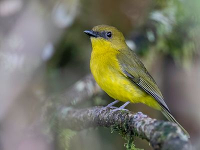 Bornean Whistler - Borneofluiter - Siffleur de Borno