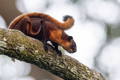 Red giant flying squirrel