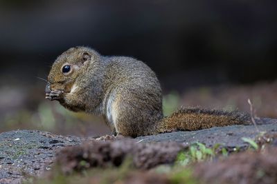 Bornean mountain ground squirrel