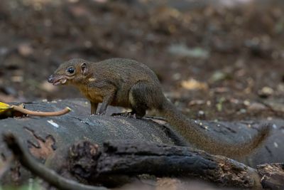 Long-footed treeshrew