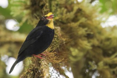 Golden-winged Manakin - Goudvleugelmanakin - Manakin aux ailes d'or