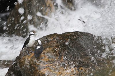 White-capped Dipper - Witkopwaterspreeuw - Cincle  tte blanche