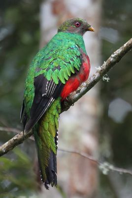 Crested Quetzal - Kuifquetzal - Quetzal antisien (f)