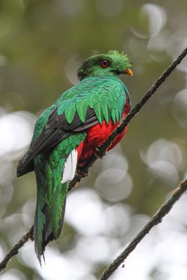 Crested Quetzal - Kuifquetzal - Quetzal antisien (m)