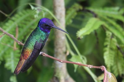 Golden-tailed Sapphire - Bronsstaartsaffierkolibrie - Saphir oenone (m)