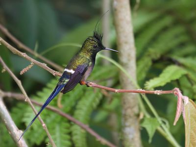 Wire-crested Thorntail - Gekuifde Draadkolibrie - Coquette de Popelaire (m)