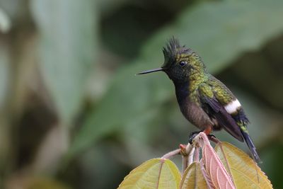Wire-crested Thorntail - Gekuifde Draadkolibrie - Coquette de Popelaire (f)