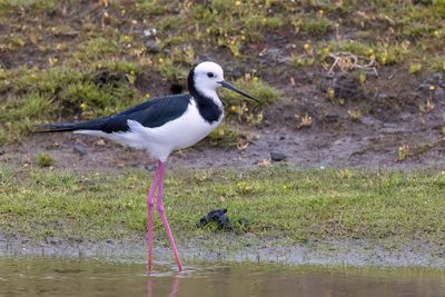 Pied Stilt - Australische Steltkluut - chasse d'Australie