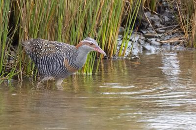 Buff-banded Rail - Geelbandral - Rle tiklin