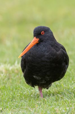 Variable Oystercatcher - Nieuw-Zeelandse Zwarte Scholekster - Hutrier variable