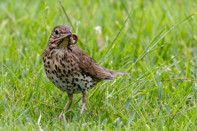 Song Thrush - Zanglijster - Grive musicienne
