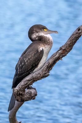 Australian Pied Cormorant - Bonte Aalscholver - Cormoran vari (imm)