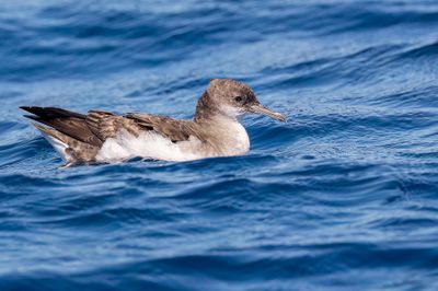Fluttering Shearwater - Vlinderpijlstormvogel - Puffin volage
