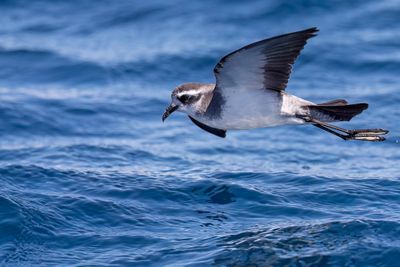 White-faced Storm Petrel - Bont Stormvogeltje - Ocanite frgate