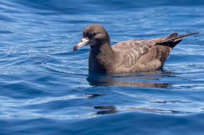 Flesh-footed Shearwater - Australische Grote Pijlstormvogel - Puffin  pieds ples