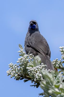 North Island Kokako - Noordelijke Kokako - Glaucope de Wilson (m)