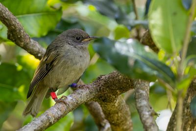 Stitchbird - Hihi - Mliphage hihi (j)