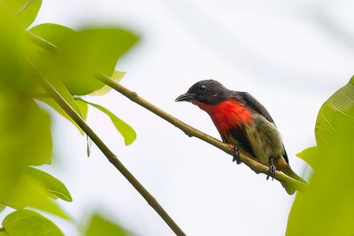 Mistletoebird - Roodstuithoningvogel - Dice hirondelle (m)