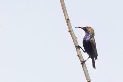 South Moluccan Sunbird - Souimanga de Clmence