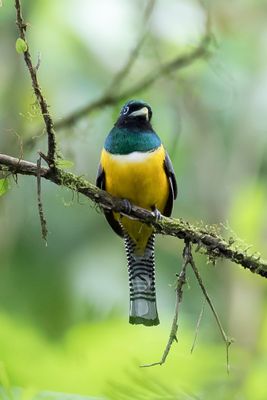 Northern Black-throated Trogon - Trogon de Cabanis (m)