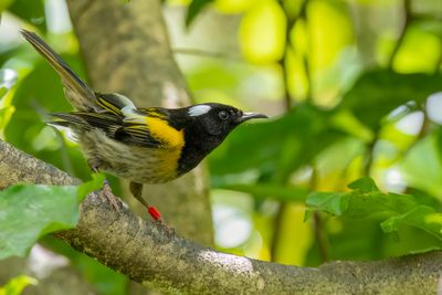 Stitchbird - Hihi - Mliphage hihi (m)