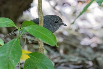North Island Robin - Noordereilandvliegenvanger - Miro de Garnot
