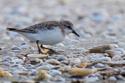 Red-necked Stint - Roodkeelstrandloper - Bcasseau  cou roux
