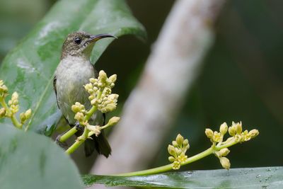 Olive Sunbird - Olijfgroene Honingzuiger - Souimanga olivtre