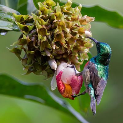 Olive-bellied Sunbird - Olijfbuikhoningzuiger - Souimanga  ventre olive (m)