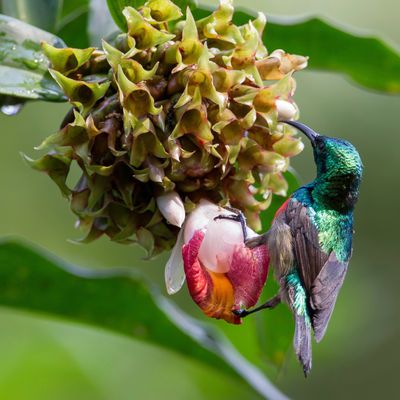 Olive-bellied Sunbird - Olijfbuikhoningzuiger - Souimanga à ventre olive (m)