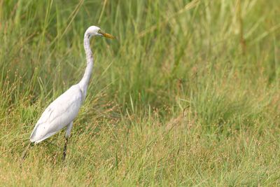 Great Egret - Grote Zilverreiger - Grande Aigrette