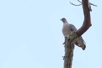Afep Pigeon - Afrikaanse Houtduif - Pigeon gris