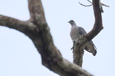 Afep Pigeon - Afrikaanse Houtduif - Pigeon gris