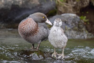 Blue Duck - Blauwe Eend - Canard bleu
