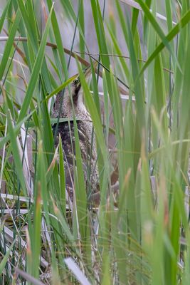 Australasian Bittern - Australische Roerdomp - Butor d'Australie