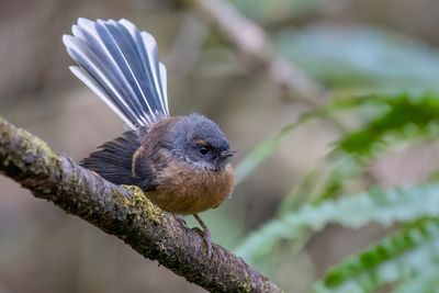New Zealand Fantail - Maoriwaaierstaart - Rhipidure  collier