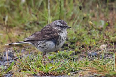 New Zealand Pipit - Nieuw-Zeelandse Pieper - Pipit austral