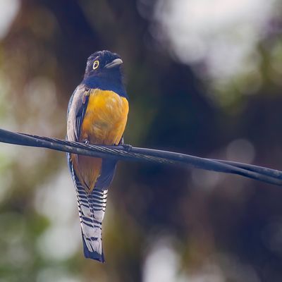 Gartered Trogon - Goulds Trogon - Trogon à lunettes jaunes (m)