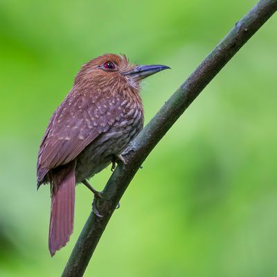 White-whiskered Puffbird - Witsnorbaardkoekoek - Tamatia de Lafresnaye